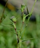 Crypsis faktorovskyi