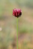 Allium inconspicuum