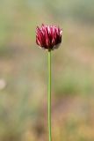 Allium inconspicuum. Соцветие. Южный Казахстан, хр. Боролдайтау, ущ. Кенозен. 22.04.2013.