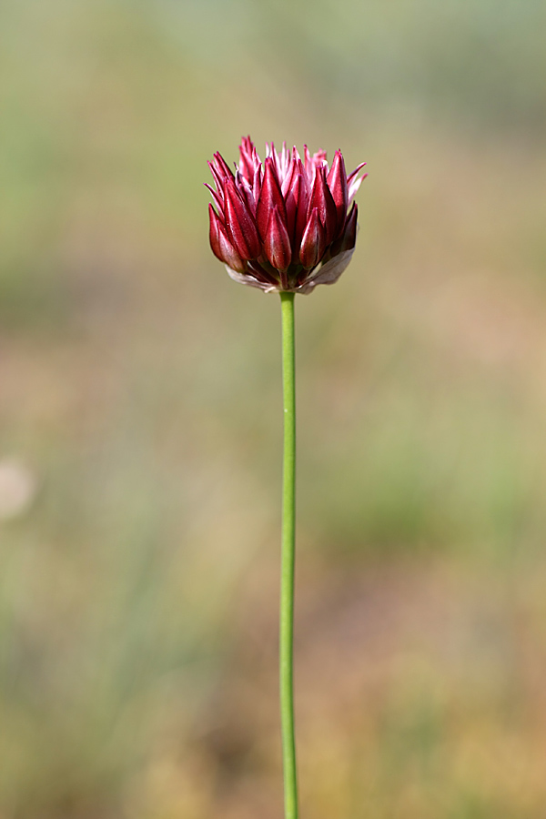 Image of Allium inconspicuum specimen.