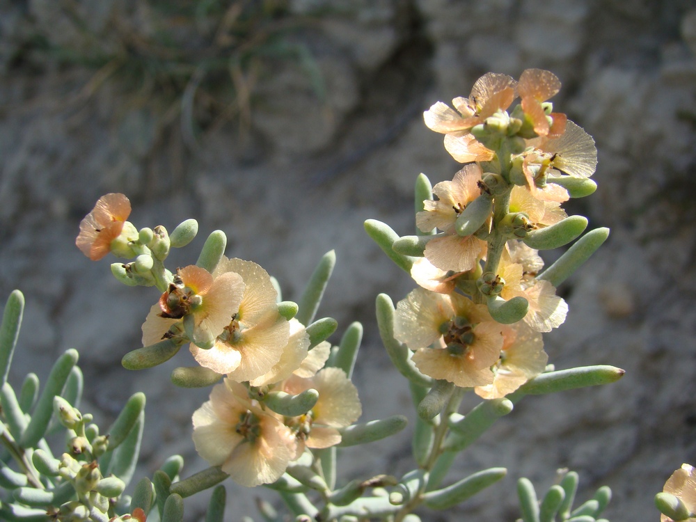 Image of Salsola pachyphylla specimen.