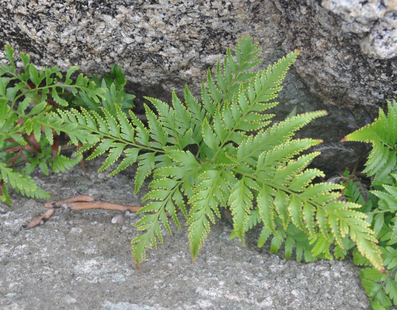 Image of Davallia denticulata specimen.