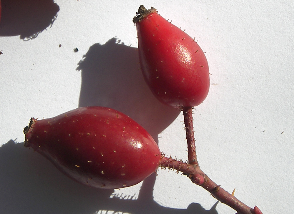 Изображение особи Rosa canina var. hispida.