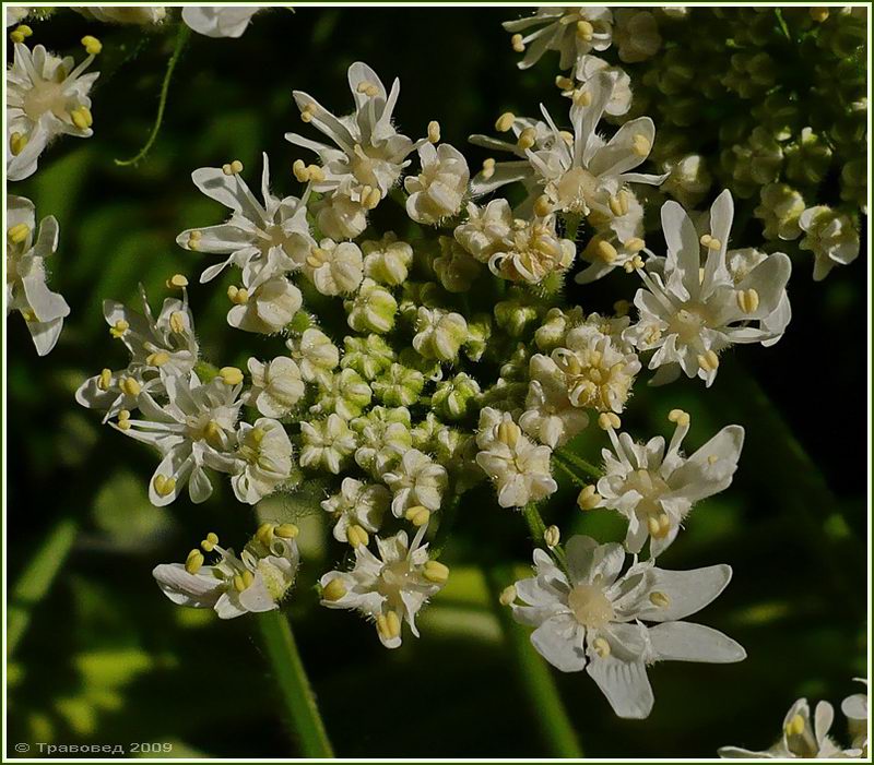 Изображение особи Heracleum mantegazzianum.