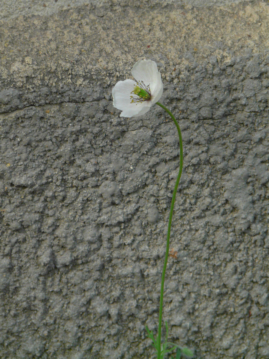 Изображение особи Papaver albiflorum.