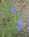 Scutellaria scordiifolia