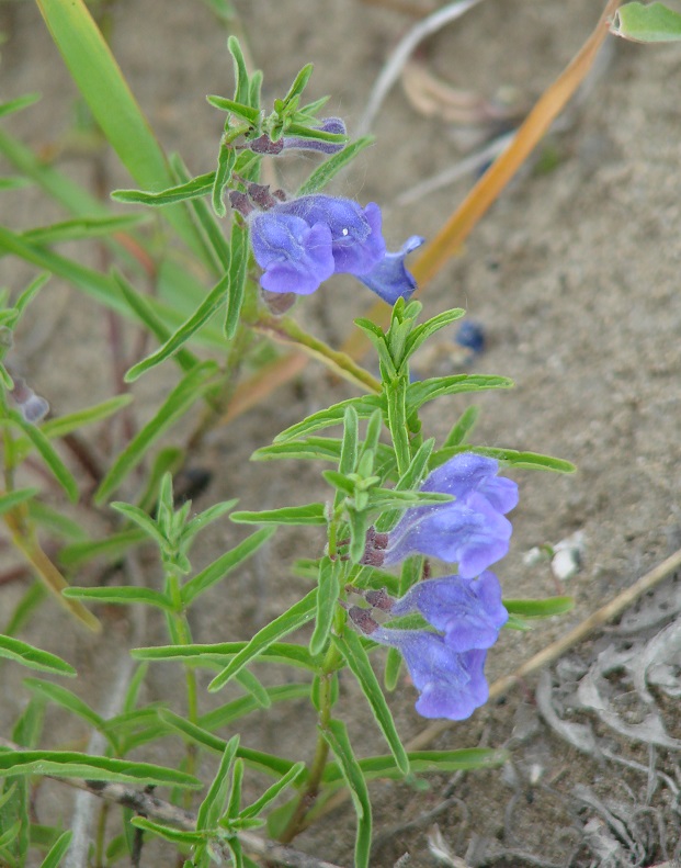 Image of Scutellaria scordiifolia specimen.