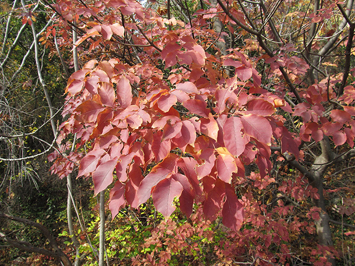 Изображение особи Fraxinus ornus.