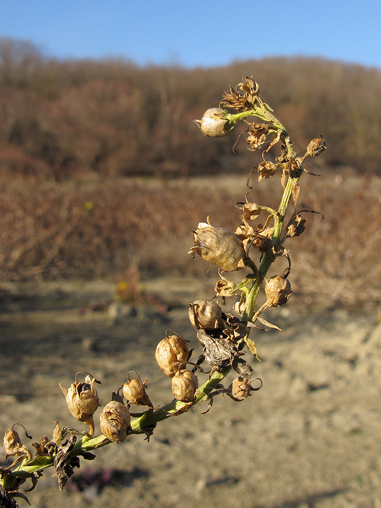 Image of Linaria ruthenica specimen.