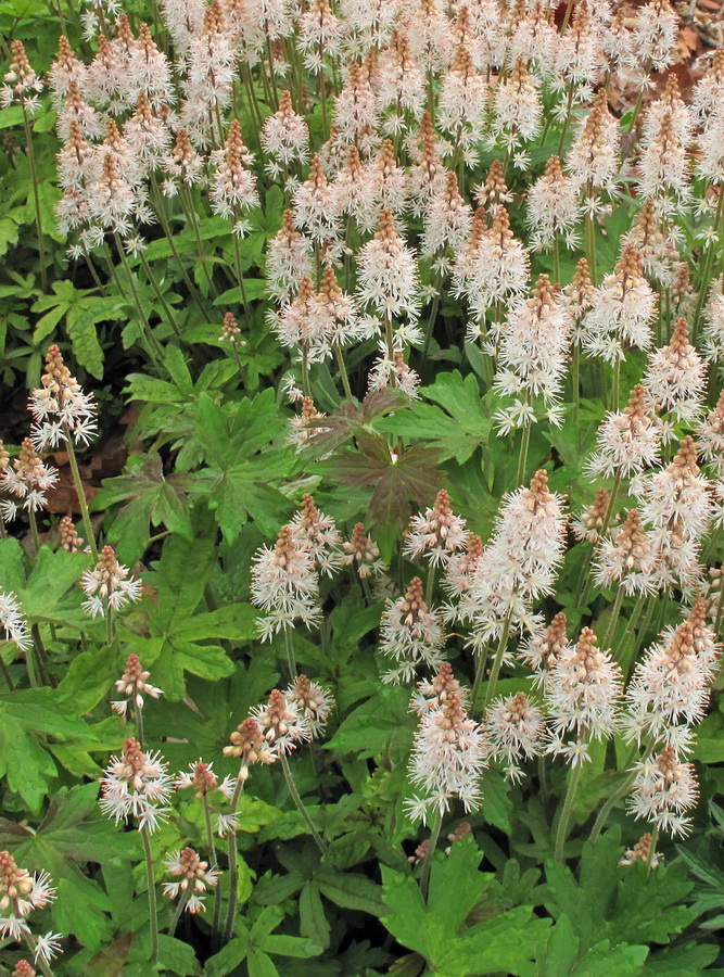 Изображение особи род Tiarella.