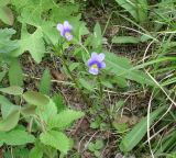 Viola tricolor