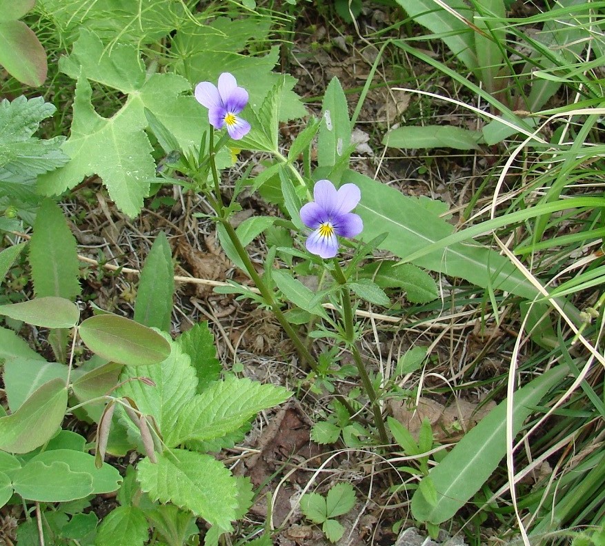 Изображение особи Viola tricolor.