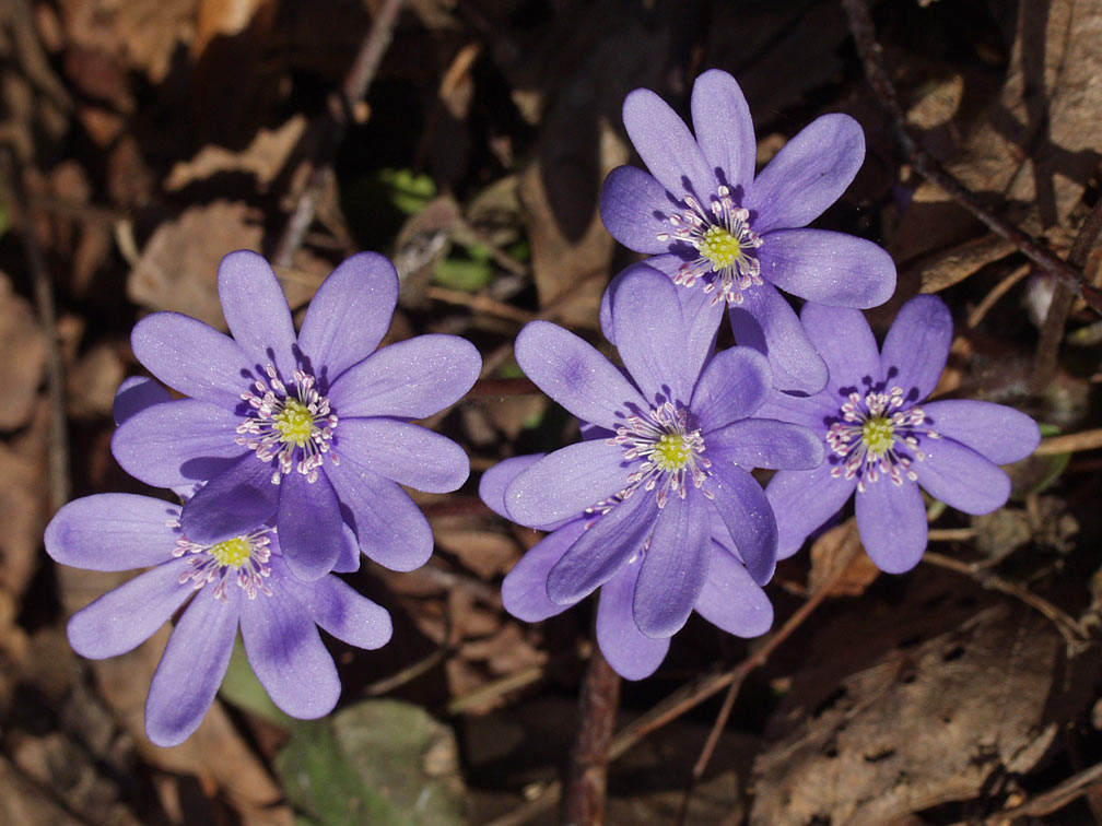 Изображение особи Hepatica nobilis.