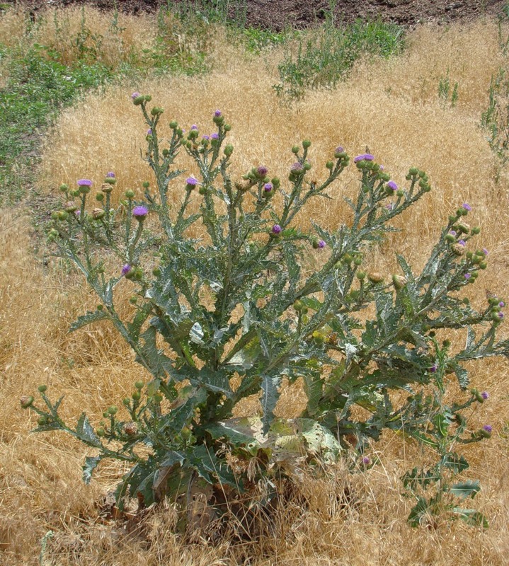 Image of Onopordum acanthium specimen.