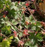 genus Geranium