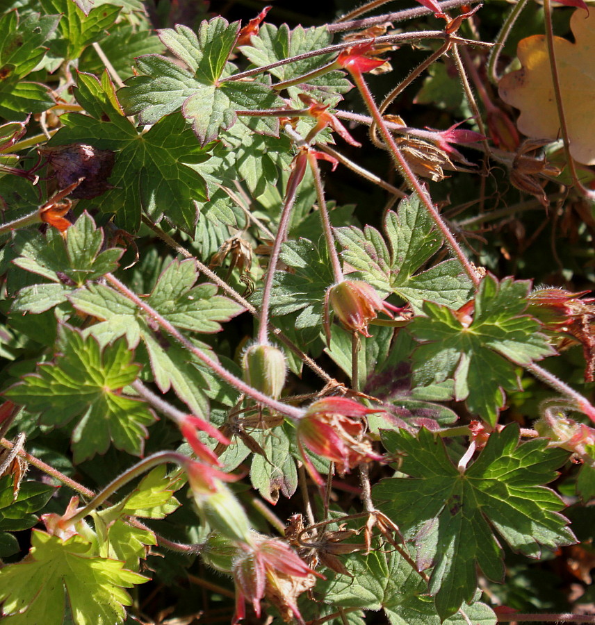 Изображение особи род Geranium.