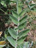 Astragalus eximius. Верхняя часть листа. Узбекистан, Ташкентская обл., зап. отр. Чаткальского хр., правый берег р. Галвасай, окр. кишлака Учтерак. 14.06.2012.