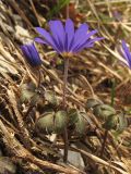 Anemone banketovii. Цветущее растение. Краснодарский край, Новороссийский р-н, гора Рябкова. 23.02.2014.