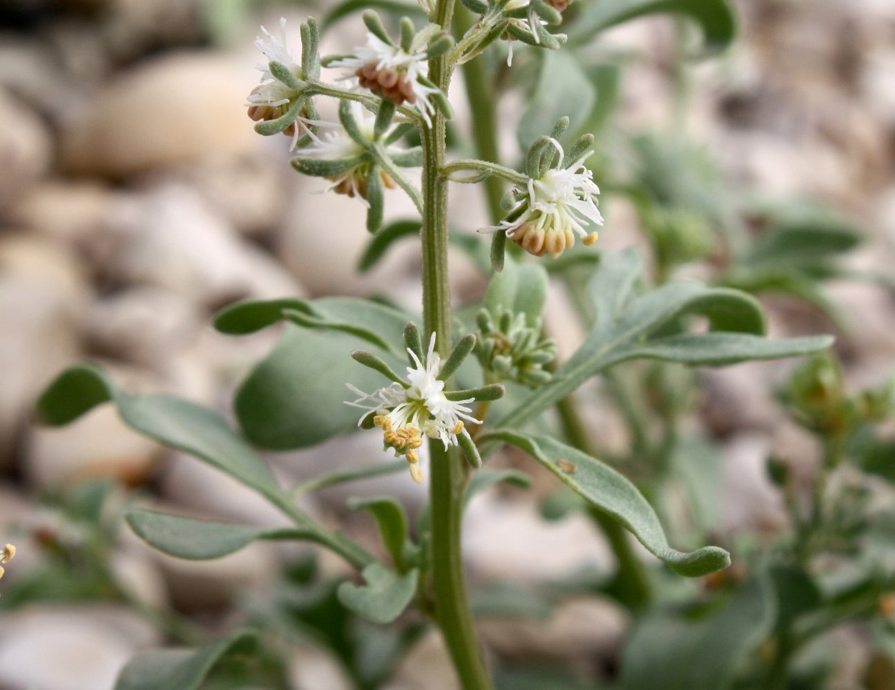 Image of Reseda urnigera specimen.