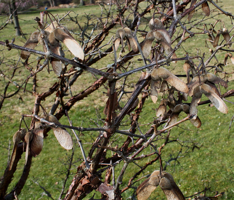 Image of Acer griseum specimen.