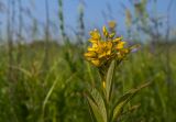 Lysimachia davurica