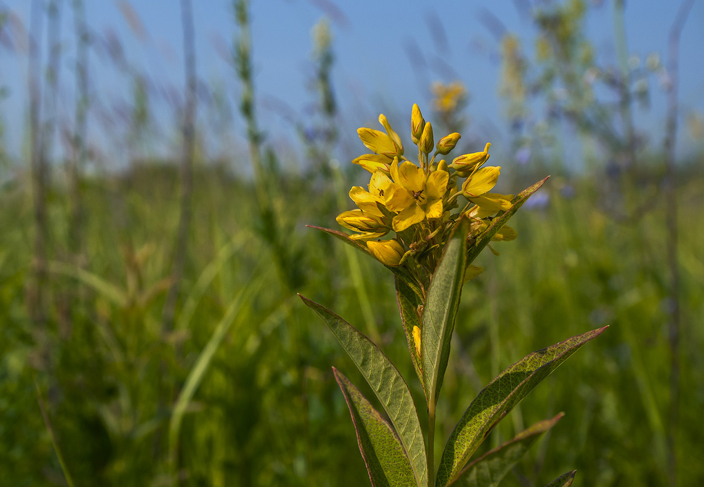 Изображение особи Lysimachia davurica.