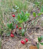 Arctostaphylos uva-ursi