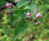 Malus sylvestris