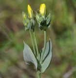 Blackstonia perfoliata. Верхушка зацветающего растения. Греция, Халкидики. 02.06.2014.