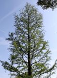 Taxodium distichum. Верхняя часть кроны молодого растения. Германия, г. Дюссельдорф, Ботанический сад университета. 04.05.2014.