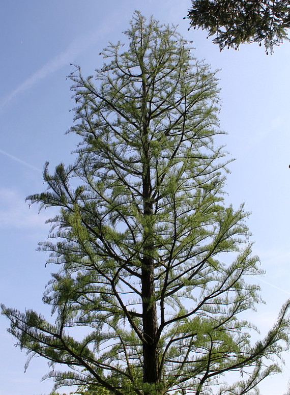 Изображение особи Taxodium distichum.