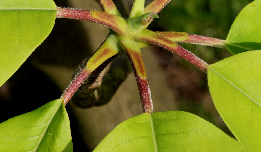 Image of Magnolia hypoleuca specimen.