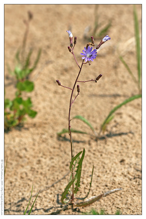 Изображение особи Lactuca tatarica.