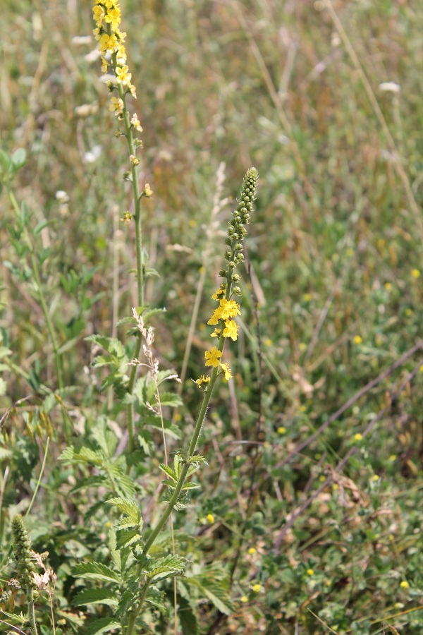 Image of Agrimonia eupatoria specimen.
