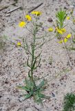 Crepis tectorum. Цветущее растение. Псковское озеро, остров Верхний. 14.06.2014.