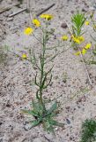 Crepis tectorum