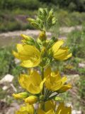 Lysimachia verticillaris. Верхушка соцветия. Краснодарский край, Крымский р-н, окр. ст. Неберджаевская, р. Богого, галечный берег. 14.06.2014.