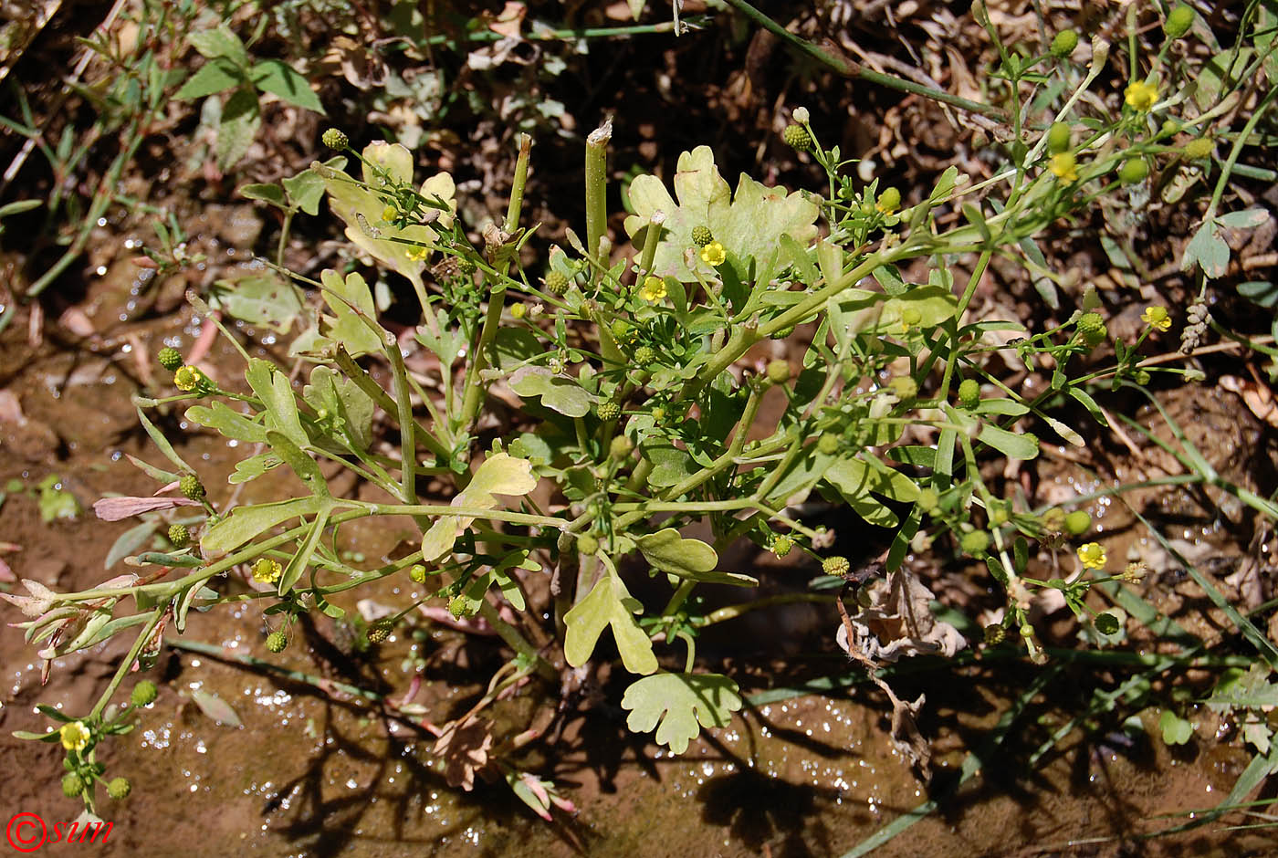 Изображение особи Ranunculus sceleratus.