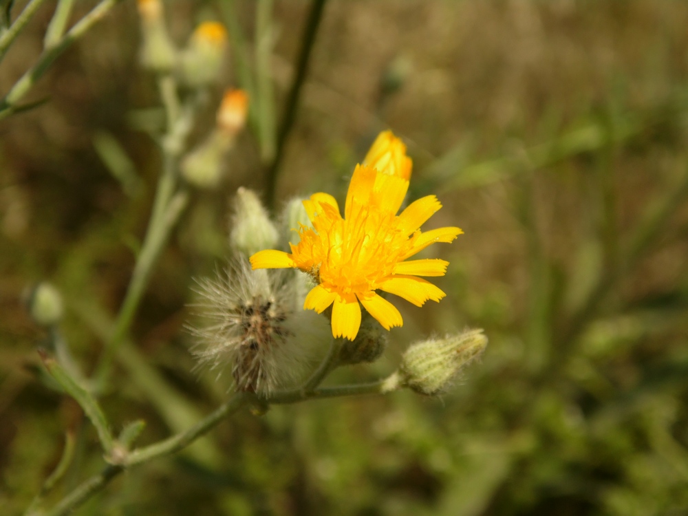 Image of Pilosella echioides specimen.