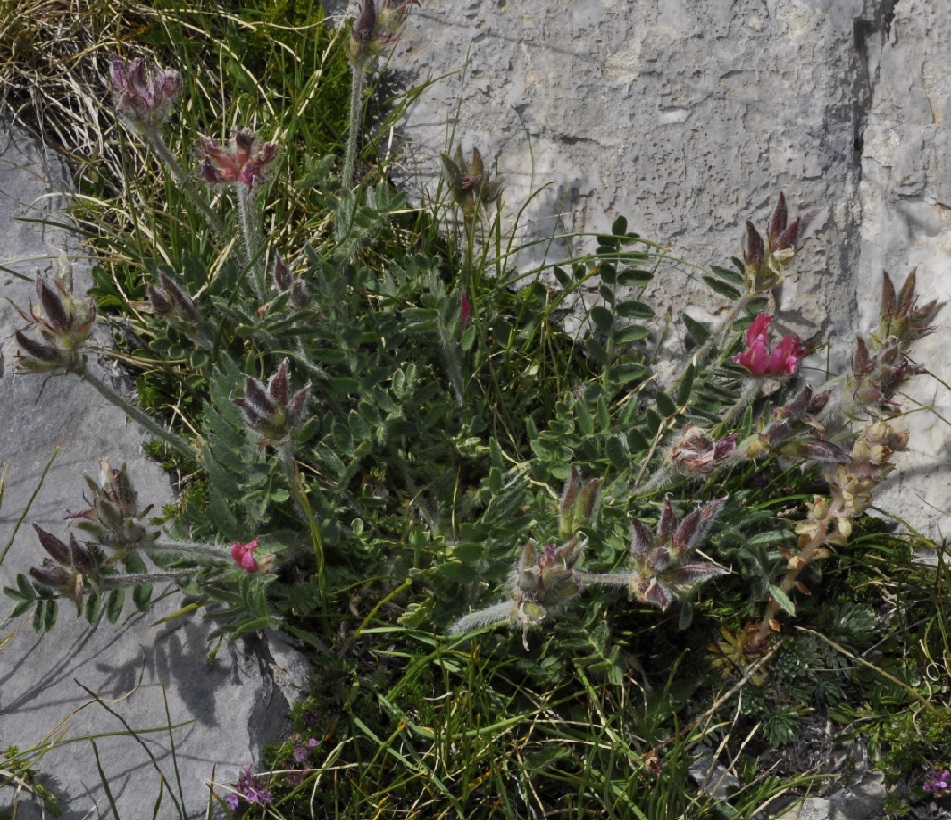 Image of Oxytropis purpurea specimen.