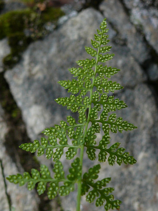 Изображение особи Cystopteris fragilis.