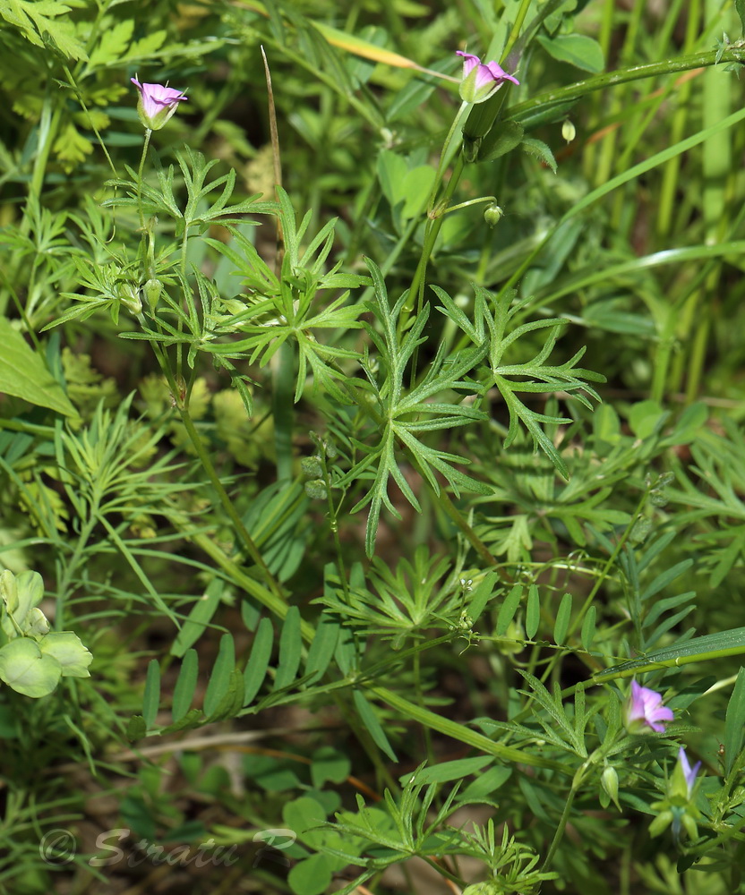 Image of Geranium columbinum specimen.