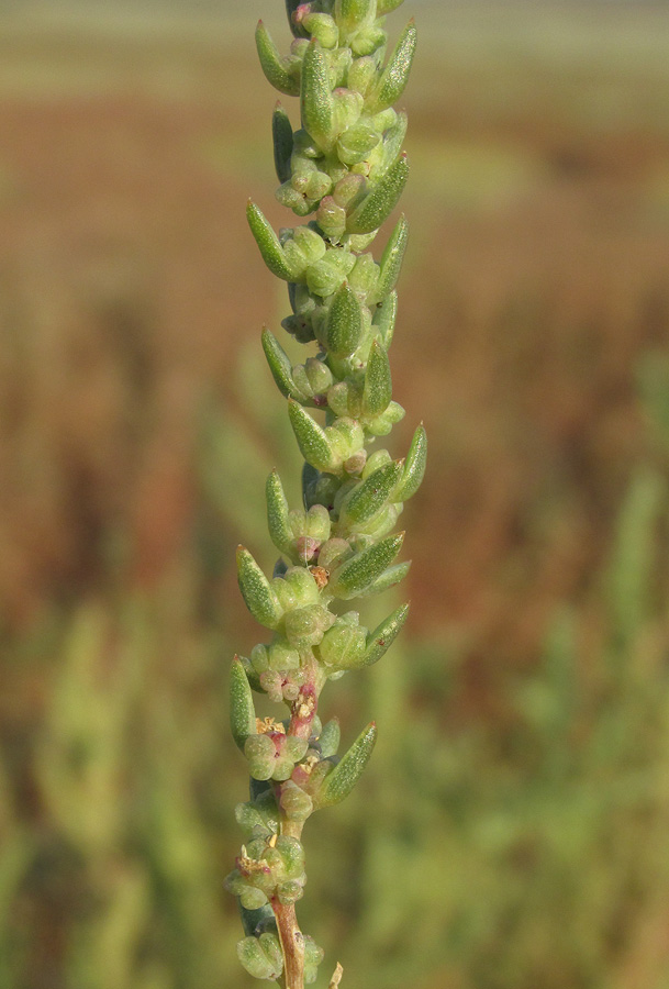 Изображение особи Suaeda acuminata.