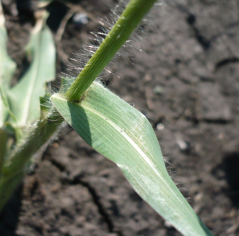 Изображение особи Panicum miliaceum ssp. ruderale.