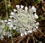 Tordylium trachycarpum
