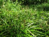 Scirpus sylvaticus. Заросли плодоносящих растений. Украина, г. Киев, лес на восточной окраине, болото. 29.08.2014.