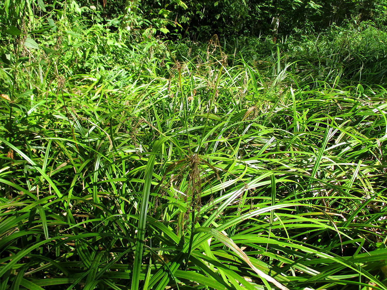 Изображение особи Scirpus sylvaticus.