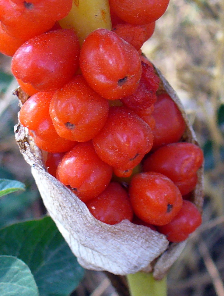 Image of genus Arum specimen.