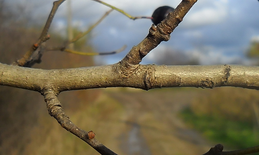 Image of Crataegus nigra specimen.