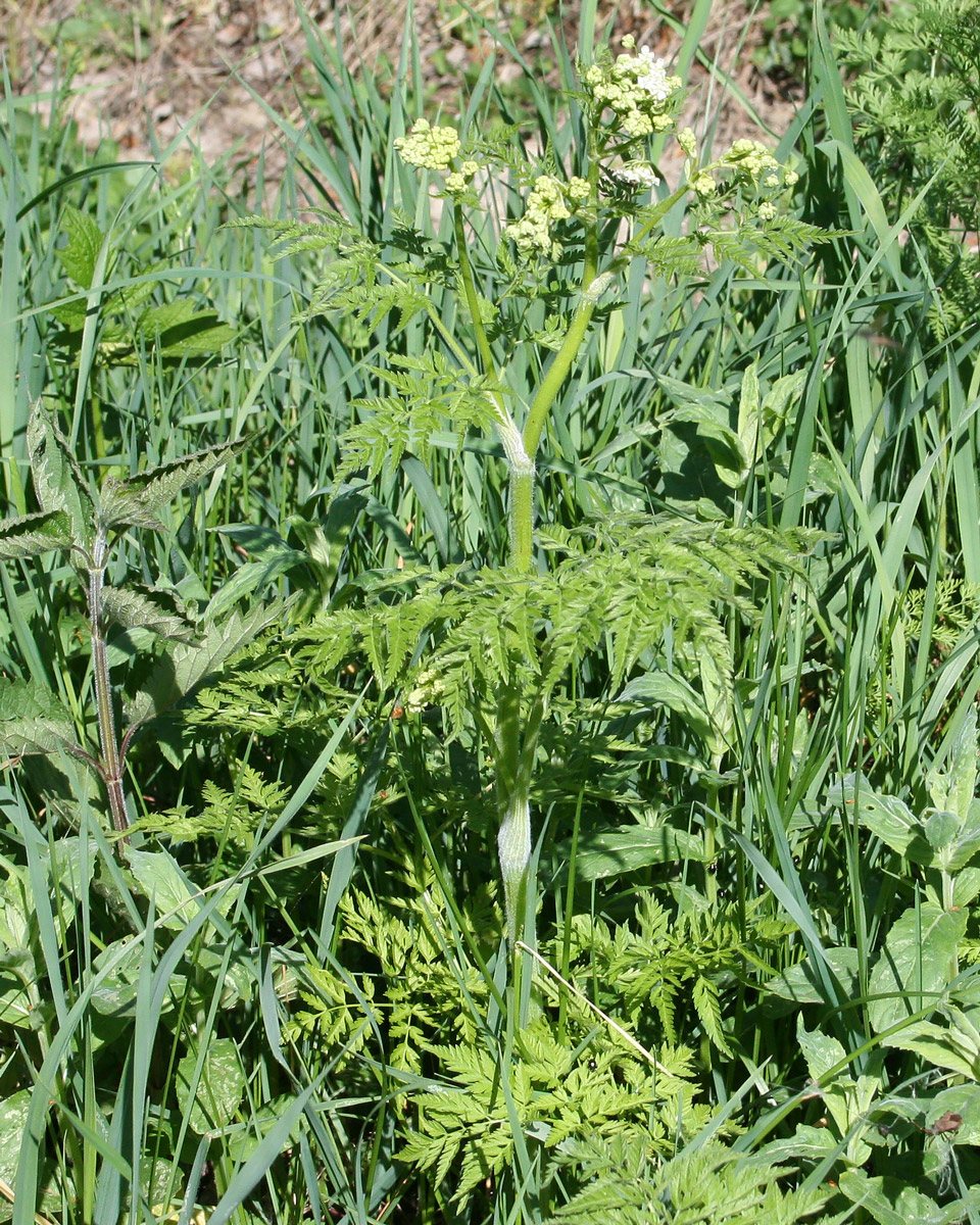 Изображение особи Anthriscus sylvestris var. nemorosa.